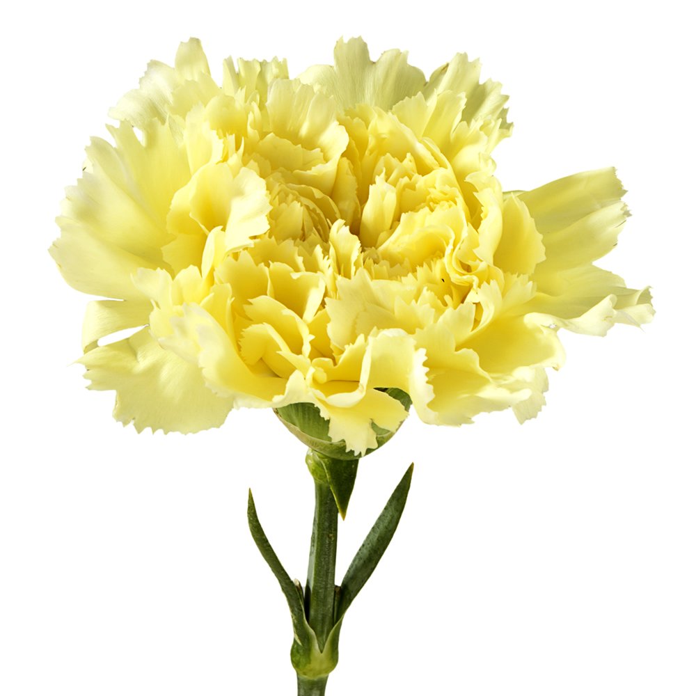 Yellow Carnation Flower