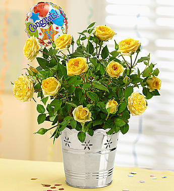Congratulations Rose