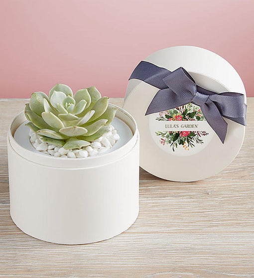 Summer Succulents - Thumbnail 2