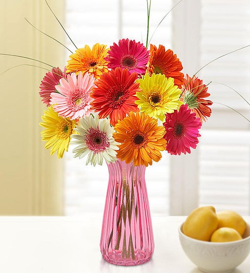 Happy Gerbera Daisies, 12-24 Stems | 1800Flowers.com - 90618