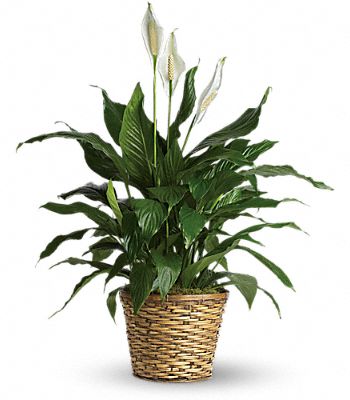 Simply Elegant Spathiphyllum - Medium Flower Bouquet