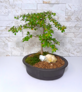 Black Olive Bonsai