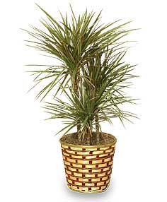 Standard Red Marginata Dracaena Plant Flower Delivery Largo FL - Rose  Garden Florist