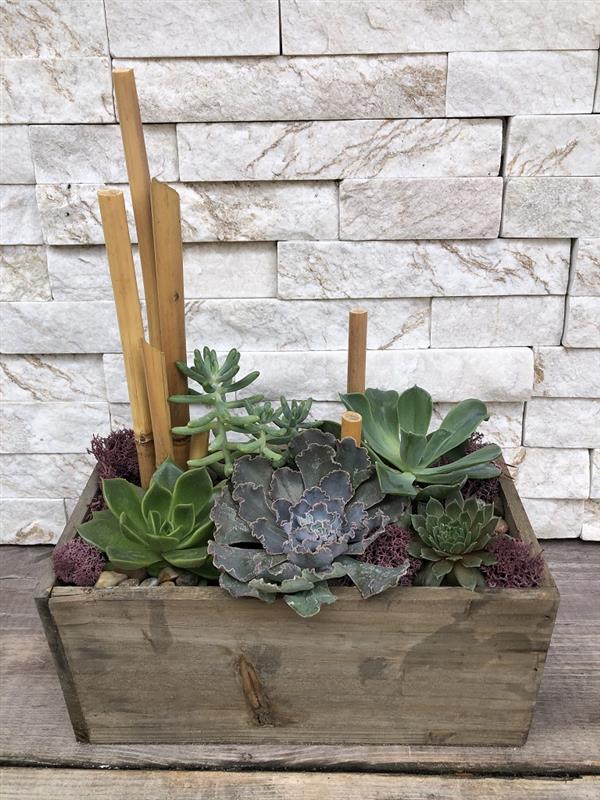 Succulent Zen Garden