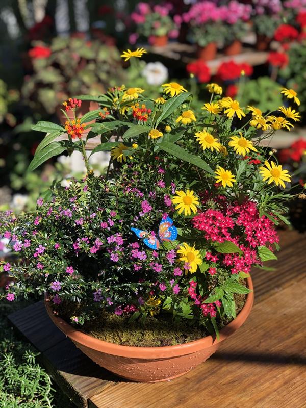 Buy Color Bowl Planter Flowers in Largo, FL Rose Garden Florist