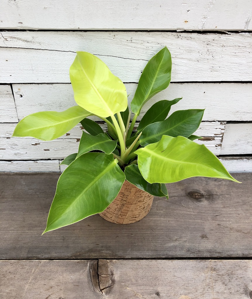 philodendron braune spitzen Philodendron melanochrysum variegata "3-4 Leaves"