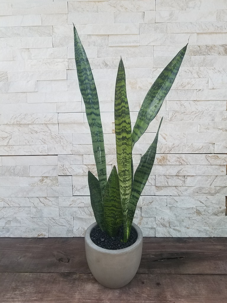 Snake Plant Flower Delivery Largo FL - Rose Garden Florist