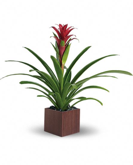 Bromeliad Beauty Flower Bouquet