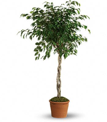 Towering Ficus Flower Bouquet