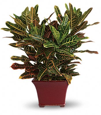 Stately Croton Flower Bouquet