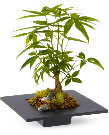 Money Tree Flower Bouquet