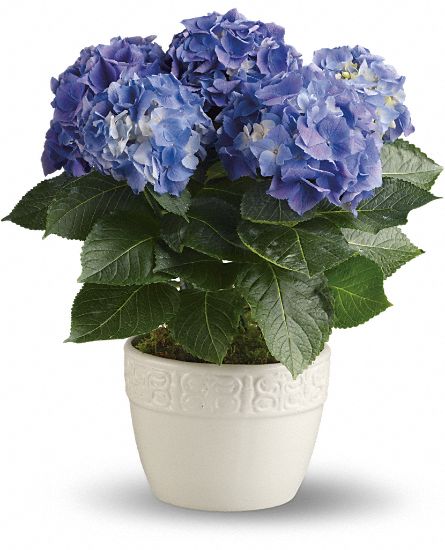 Happy Hydrangea - Blue Flower Bouquet