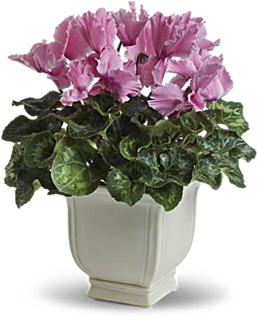 Sunny Cyclamen