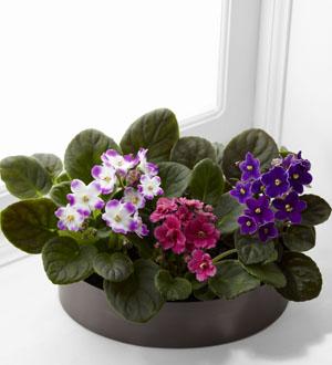 The FTD® African Violets Flower Bouquet