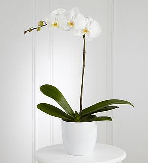 The FTD® White Orchid Planter Flower Bouquet