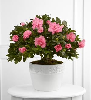 The FTD® Vibrant Sympathy™ Planter Flower Bouquet