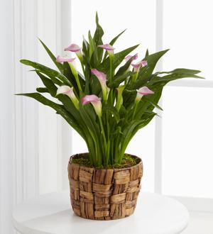 The FTD® Calla Lily Planter Flower Bouquet
