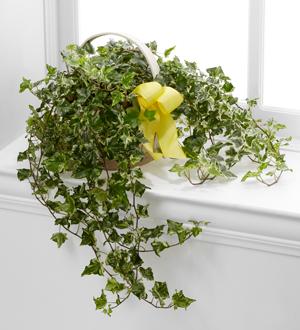The FTD® Solace™ Ivy Planter Flower Bouquet