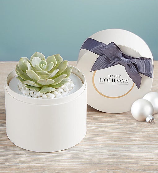 Holiday Succulents by Lula's Garden - Thumbnail 2