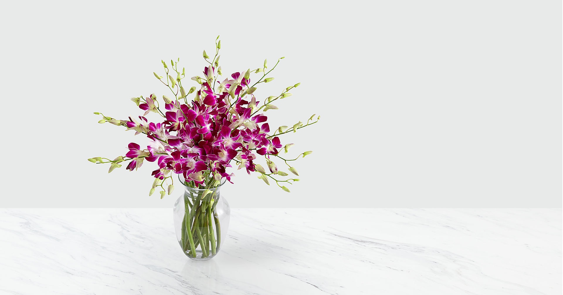 Majestic Purple Orchids Flower Delivery Toronto ON Flowers of the World