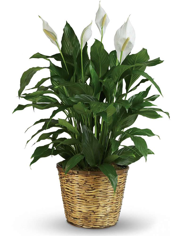 Peace Lily Flower Delivery Baltimore MD Fleurs d'Ave