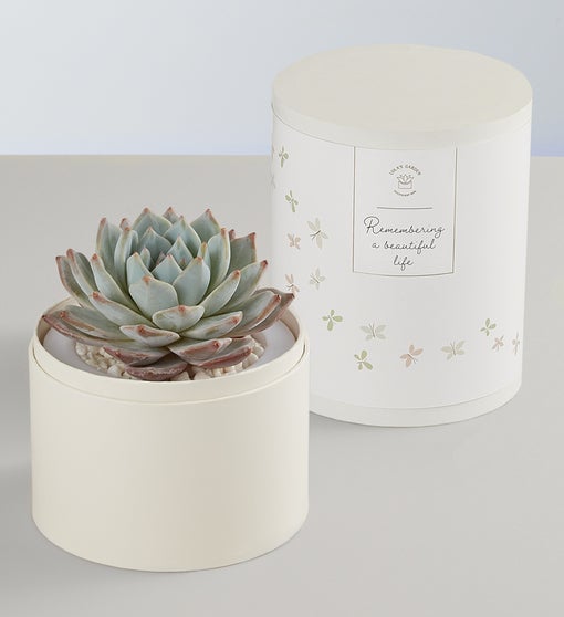 Lula’s In Loving Memory Succulents - Thumbnail 2