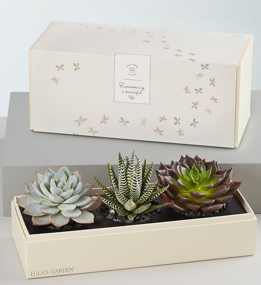 Lula's In Loving Memory Succulents | 1800Flowers.com - 157933