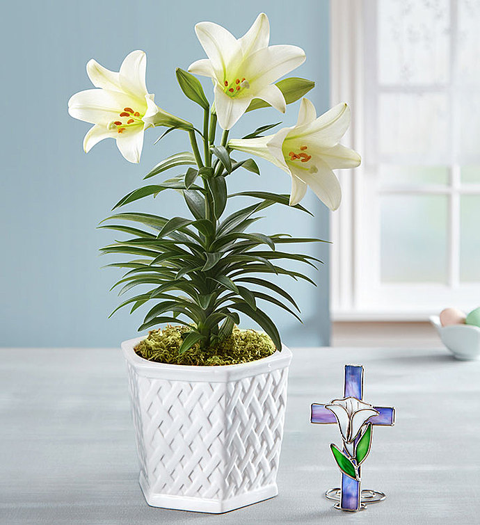 Easter Blessing Lily | 1800Flowers.com - 101966