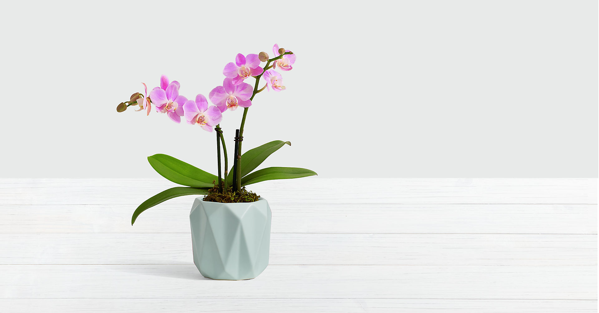 Pink Mini Orchid Flower Delivery Queens NY Ultima Florist