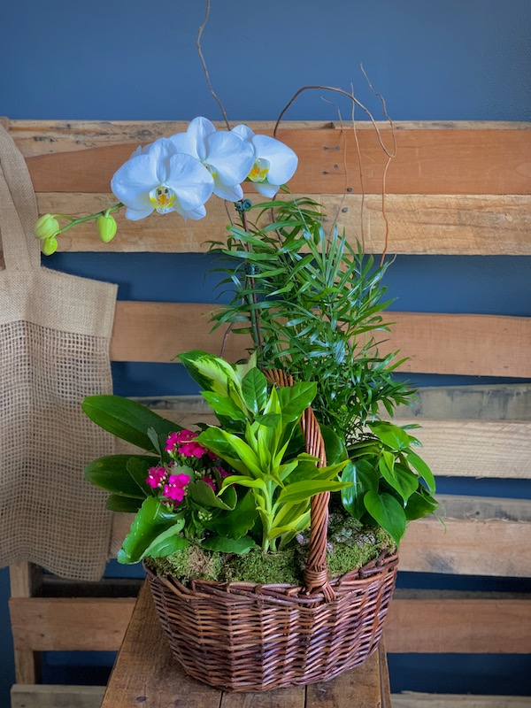 Orchid Garden Flower Delivery West Roxbury Massachusetts The