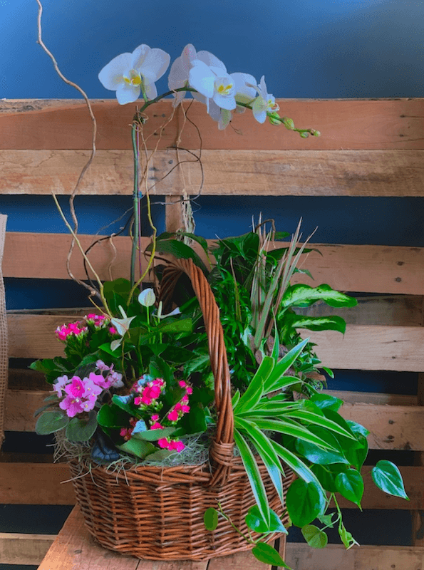 Orchid Garden Flower Delivery West Roxbury Massachusetts The