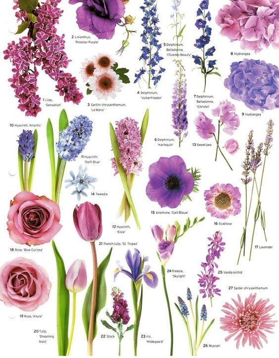 varieties of purple flower types