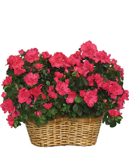 HOT PINK AZALEA