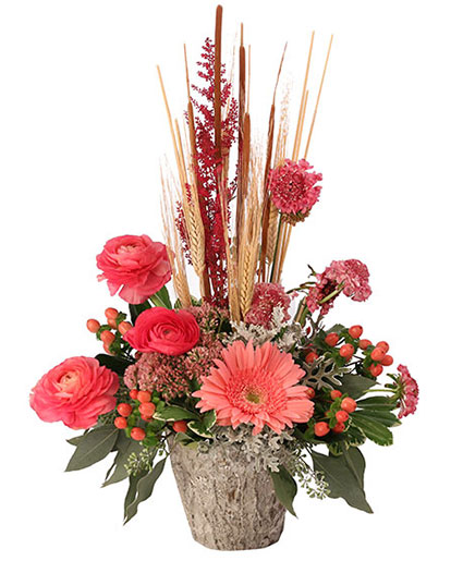 CORAL COMFORTS