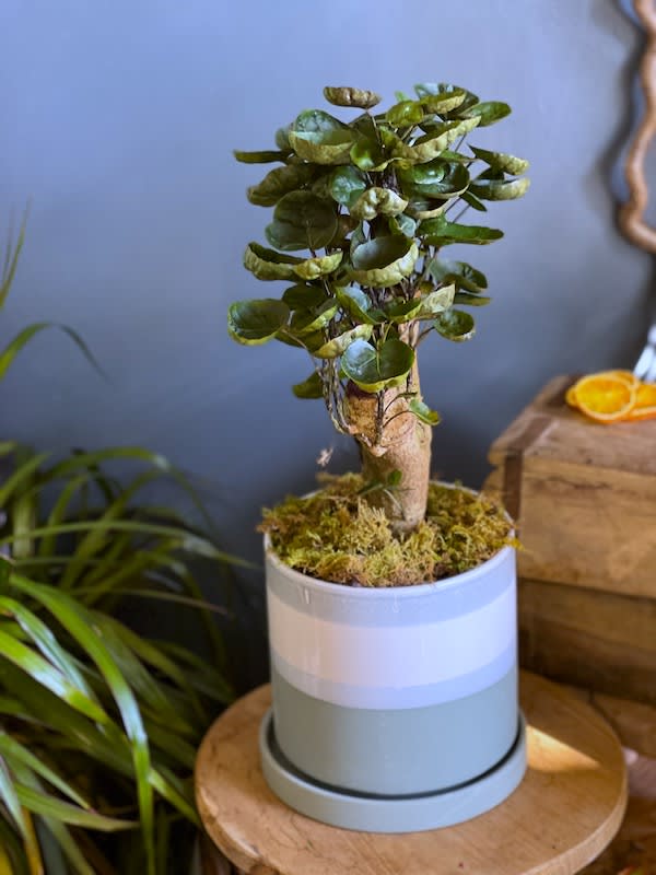 ARALIA FABIAN