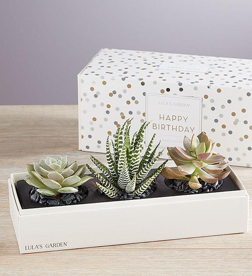 rainbow succulents Rainbow Succulent Bundle - 6 Colorful Live Succulents/Cuttings - Variety  May Vary main image 1
