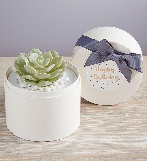 Happy Birthday Succulents by Lula's Garden from 1-800-FLOWERS.COM