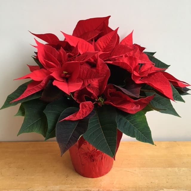 Poinsettia (6" pot) Flower Delivery Victoria BC Poppies Floral Art