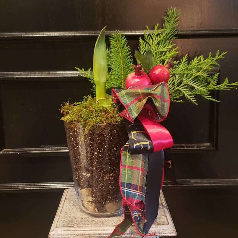 Red Amaryllis Flower Delivery Little Rock AR Tanarah Luxe Floral