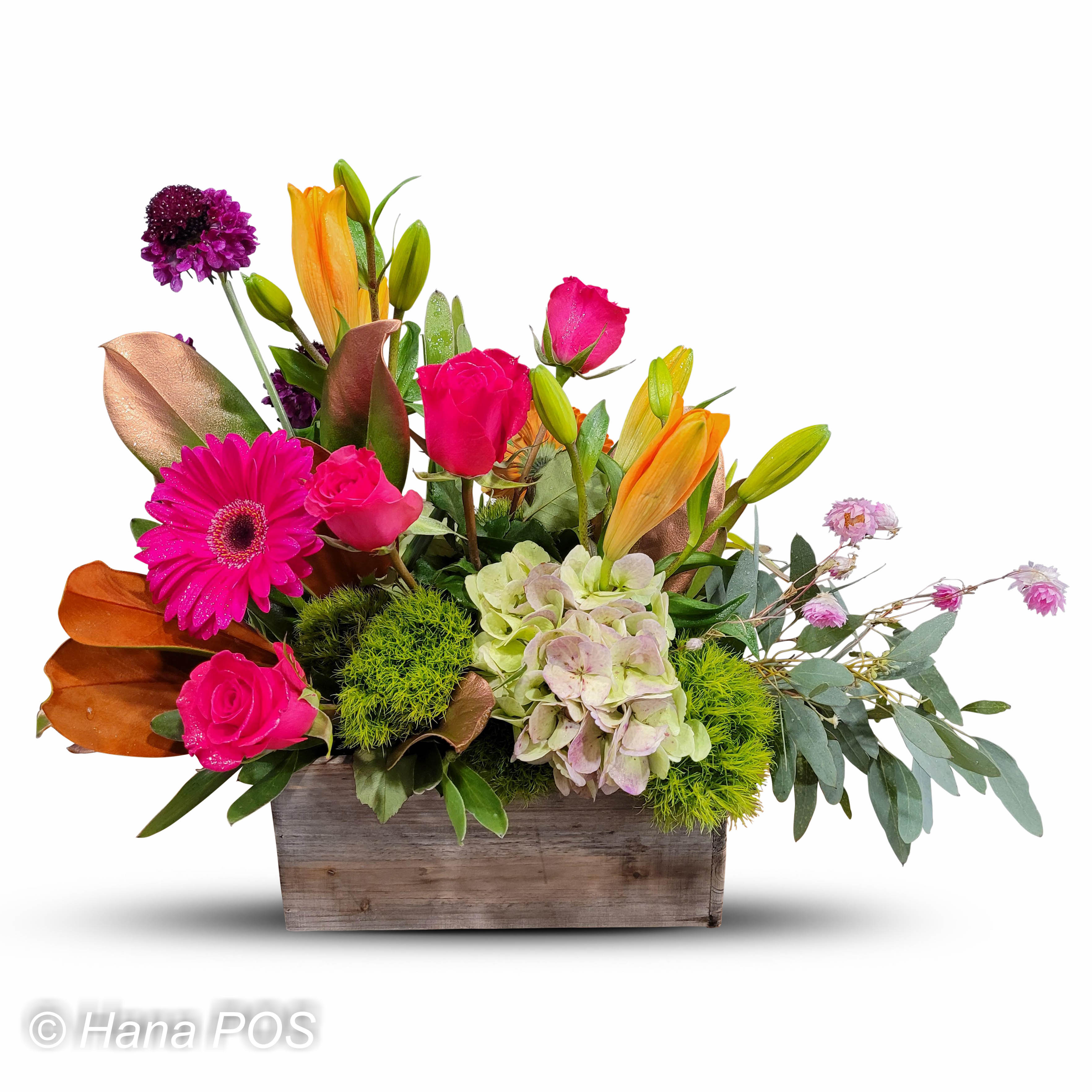 Small Package / 紫陽花＜CD＞　08250521H01T LadyBug FlowerBox Flower Delivery Scituate MA - Flowers and