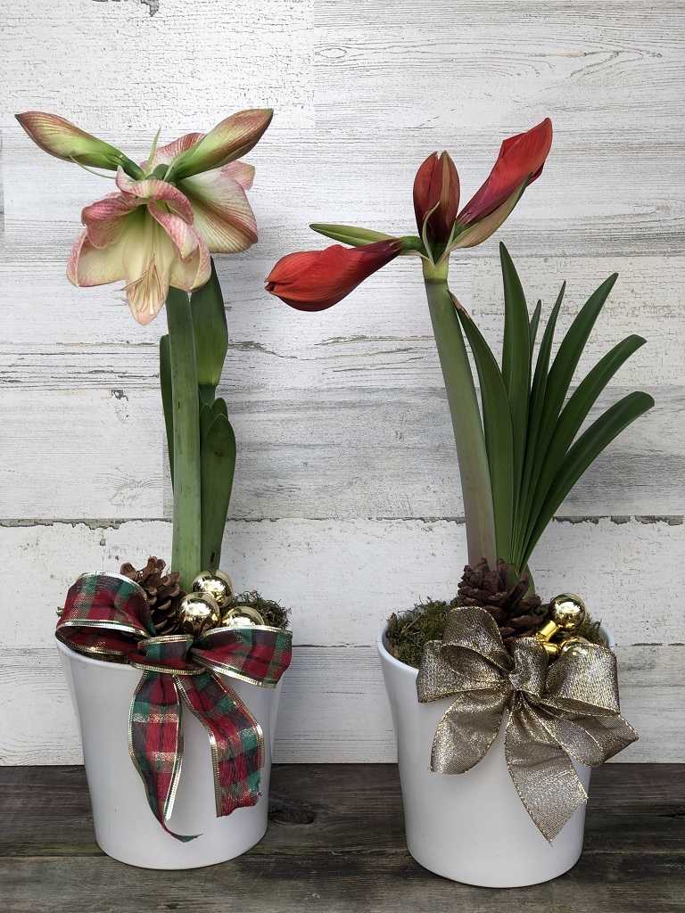 Amaryllis plant