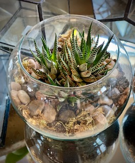 Small Succulent Terrarium Flower Delivery Kokomo IN - Banner Flower House