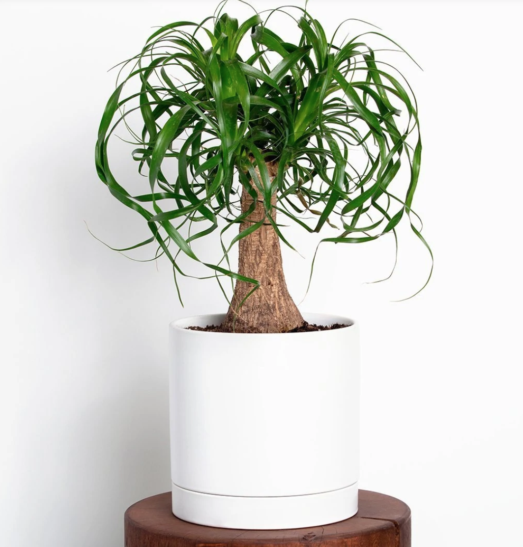brasil pothos Philodendron scandens Brasil - Sweetheart Plant | Hortology