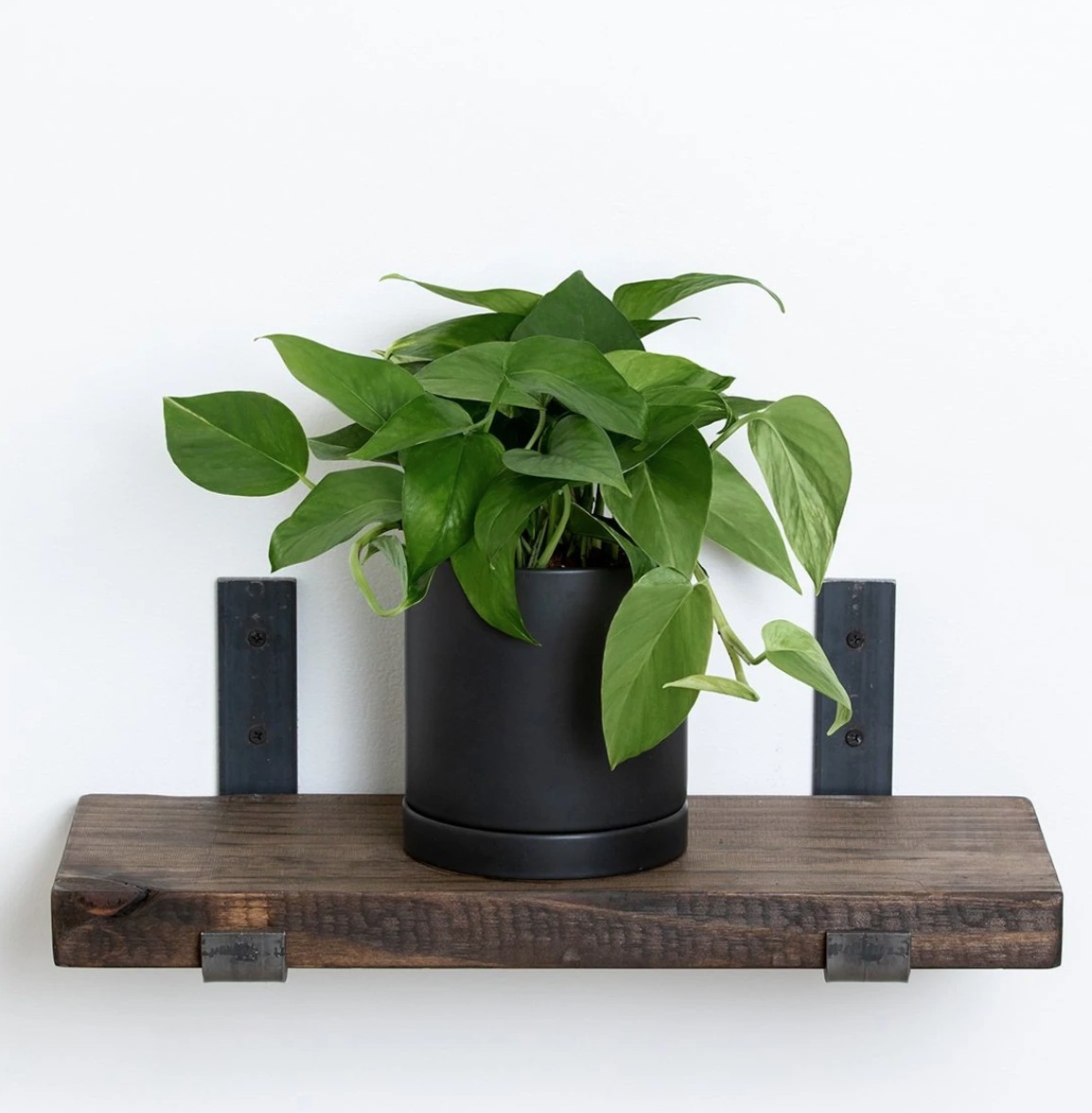 Potted Golden Pothos Ivy Flower Delivery Scituate MA - Flowers and