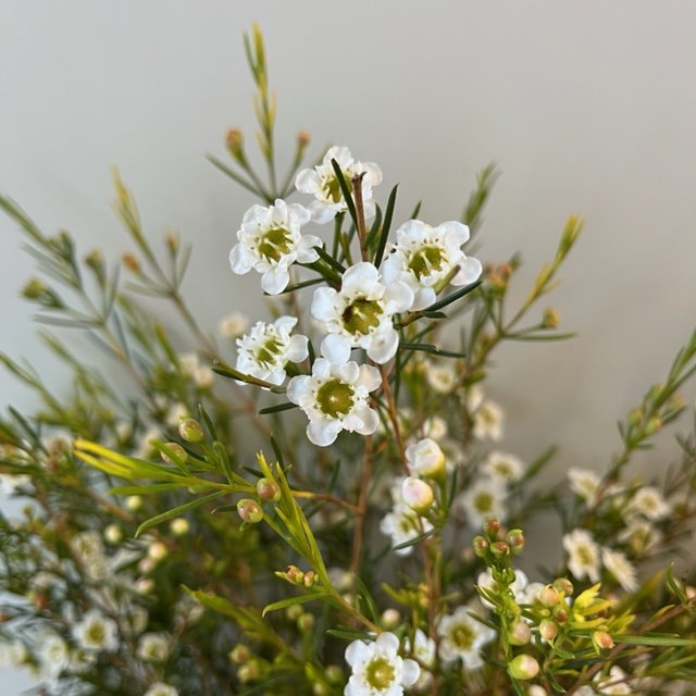 White Waxflower - Florabundance Wholesale Flowers