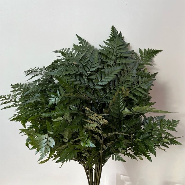 Leather Leaf