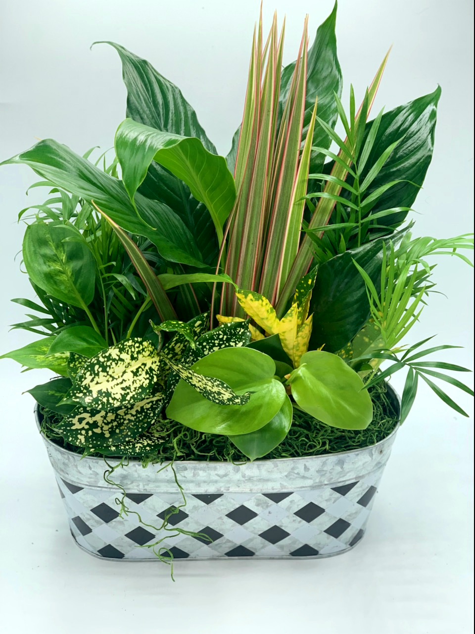 Tropical plants Collection Buy Indoor Plant Online in Knoxville TN Petal Pushers