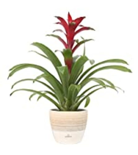 Red Bromaliad Plant