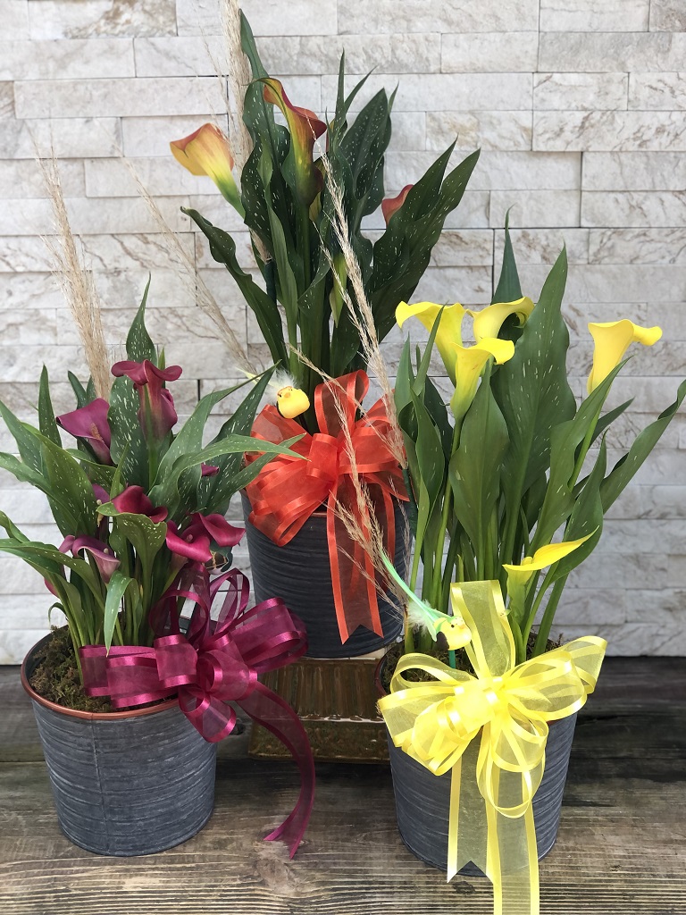 Calla Plant