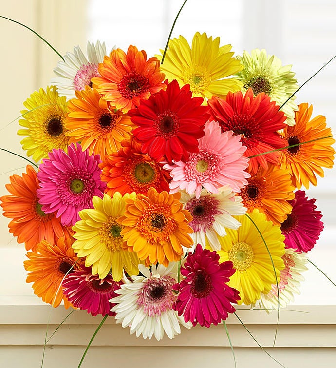 Happy Gerbera Daisies, 12-24 Stems | 1800Flowers.com